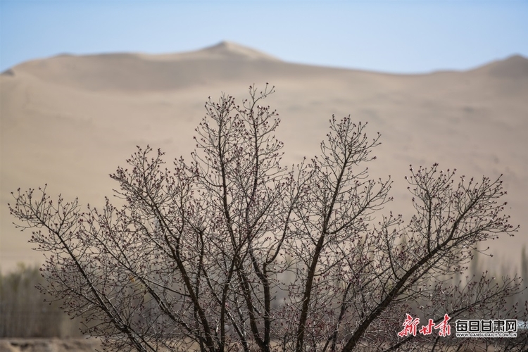 【焦點圖+酒泉列表+文旅圖文列表】敦煌：鳴沙山下杏花開 月牙泉邊柳色新