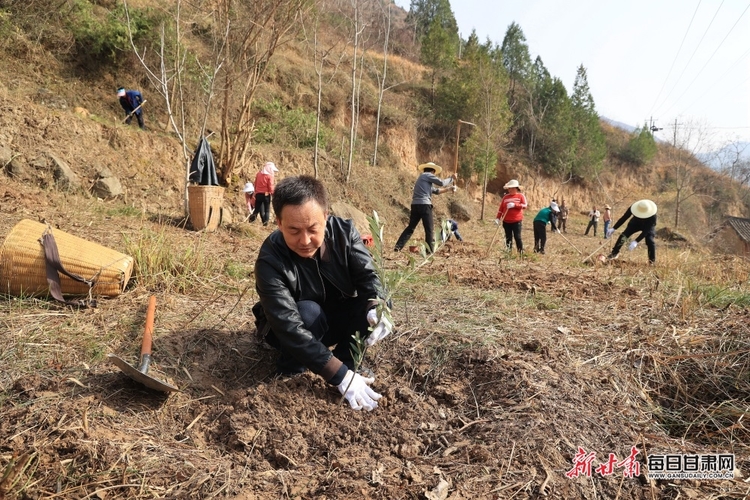 【縣域標題列表+移動列表】7100株油橄欖“落戶”康縣周家壩