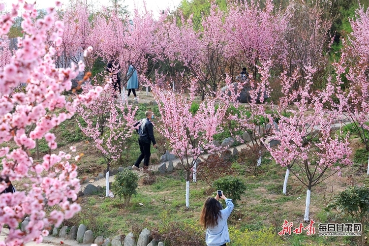 【移動端+縣域圖片列表】康縣：十里梅花朵朵開 千樹萬枝浮暗香