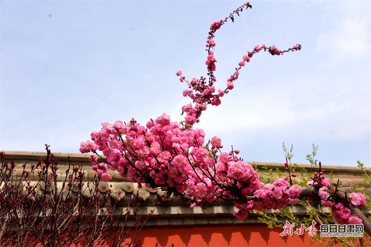 隴西李家龍宮：花香撲鼻迎風來 春色滿園惹人醉