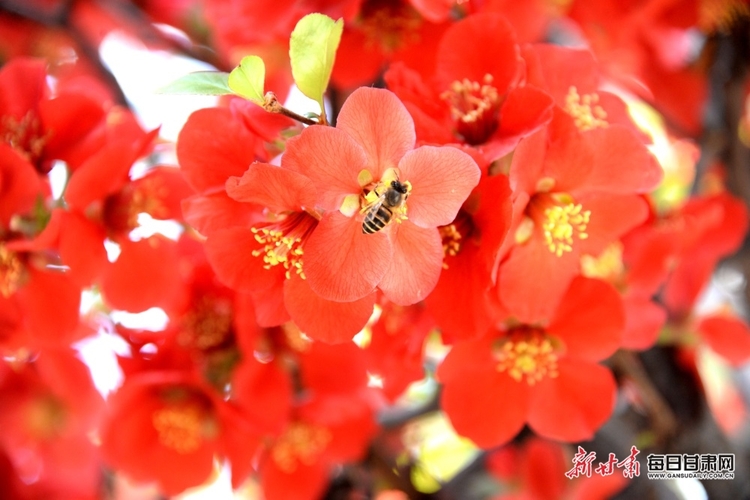 隴西李家龍宮：花香撲鼻迎風來 春色滿園惹人醉