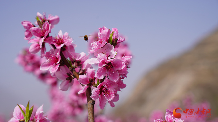 隴南武都：桃花灼灼報春來 踏青賞花正當時_fororder_00301224374_9e29f377