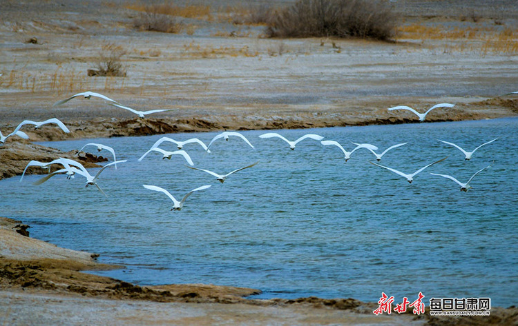 【焦點輪播圖】敦煌西湖濕地成候鳥棲息的樂園