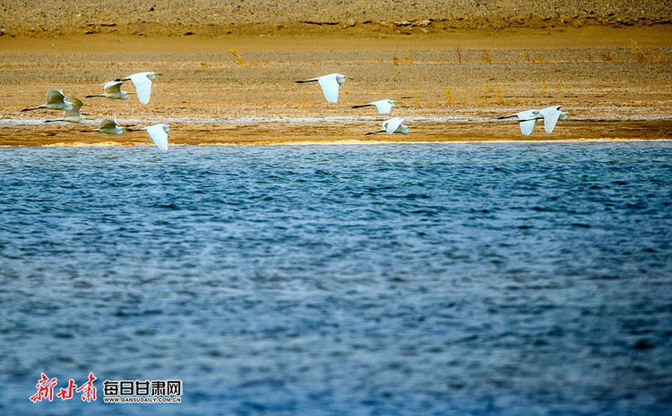 【焦點輪播圖】敦煌西湖濕地成候鳥棲息的樂園