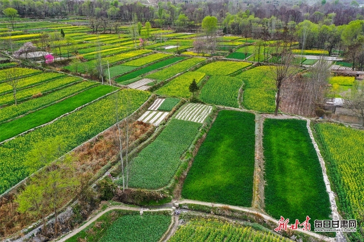 （焦點圖列表+隴南列表+大美甘肅）白龍江畔油菜花競相綻放 田疇沃野像調色板一樣