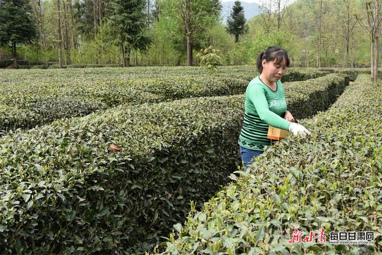 【縣域圖文列表】康縣陽壩鎮茶農采收忙