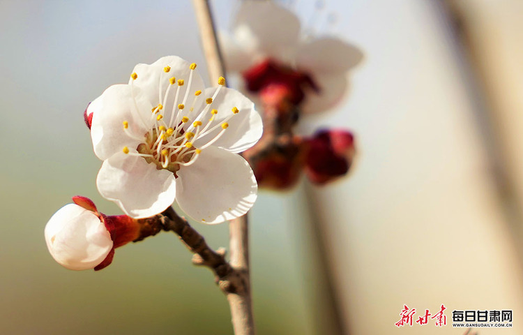 【鄉村振興圖文列表】肅南明花鄉迎來花季