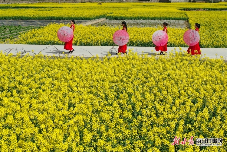 （焦點圖列表+隴南列表+大美甘肅）白龍江畔油菜花競相綻放 田疇沃野像調色板一樣