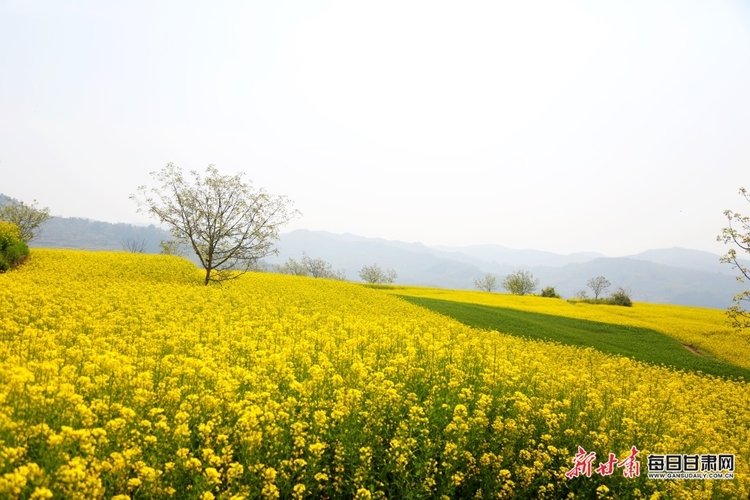 【文旅圖文列表+隴南列表】又是一年菜花黃 徽縣柳林美如畫