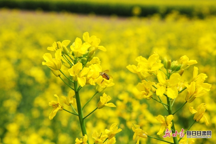 【文旅圖文列表+隴南列表】又是一年菜花黃 徽縣柳林美如畫