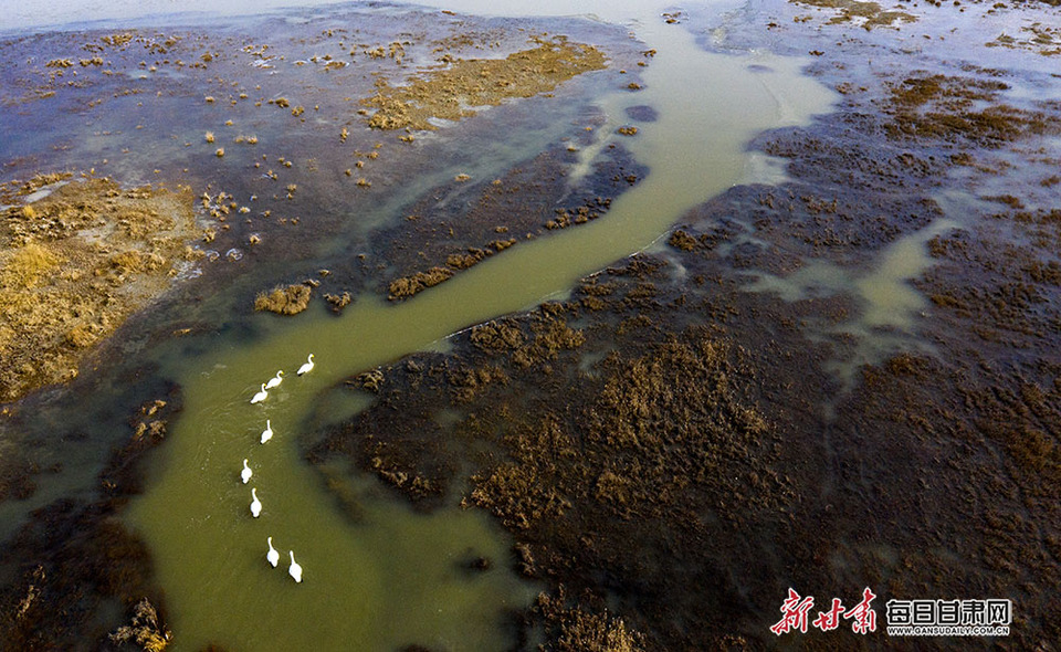 【焦點輪播圖+大美甘肅】唯美畫面 趕快收藏！ 萬隻候鳥在阿克塞蘇幹湖暢遊