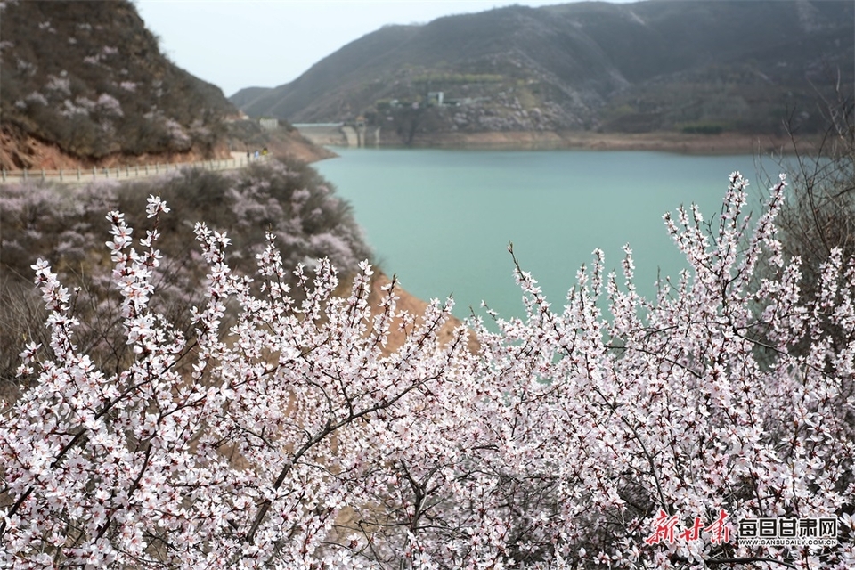 【焦點圖輪播+平涼列表+移動列表+文旅圖文列表】人面桃花相映紅 崆峒春色最撩人