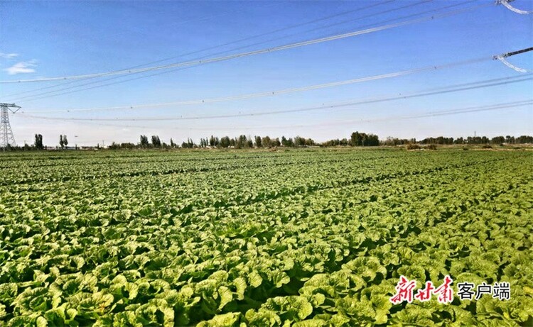 永昌：富民強縣 生“菜”有道