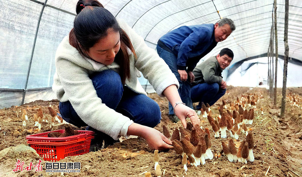 【縣域圖文列表】徽縣榆樹鄉羊肚菌種植助農增收