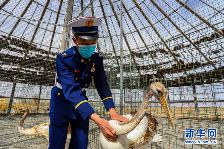 甘肅張掖：森林消防守護鳥類家園