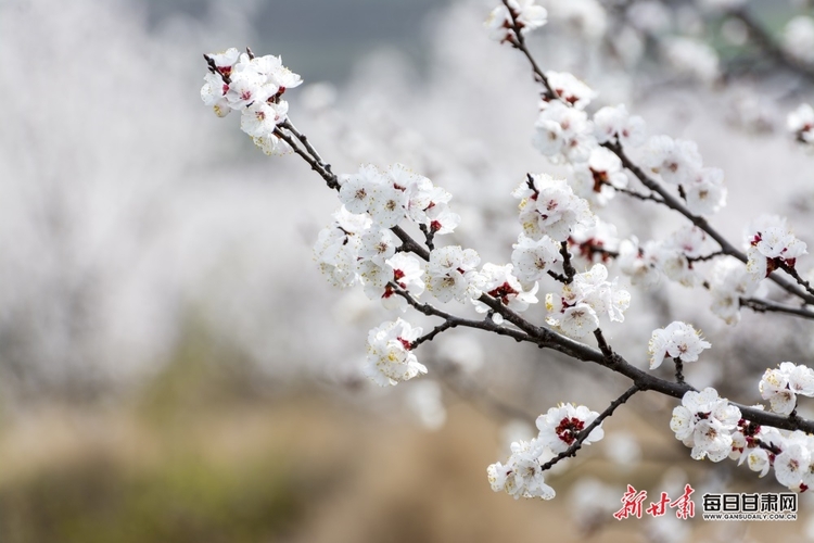 【焦點圖輪播+天水列表】細雨清風到新陽 杏花紅紫滿眼春