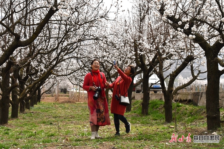 【焦點圖輪播+天水列表】細雨清風到新陽 杏花紅紫滿眼春