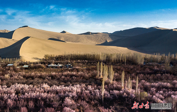 【焦點圖+酒泉列表+文旅圖文列表】敦煌：鳴沙山下杏花開 月牙泉邊柳色新