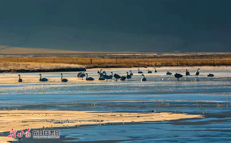 大量黑頸鶴歸來 春日瑪曲採日瑪濕地美出新境界