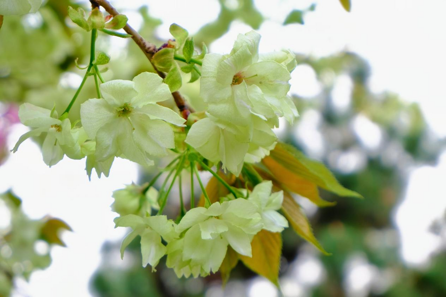 西安市雁塔區、桜満開の千年の古寺_fororder_圖片8