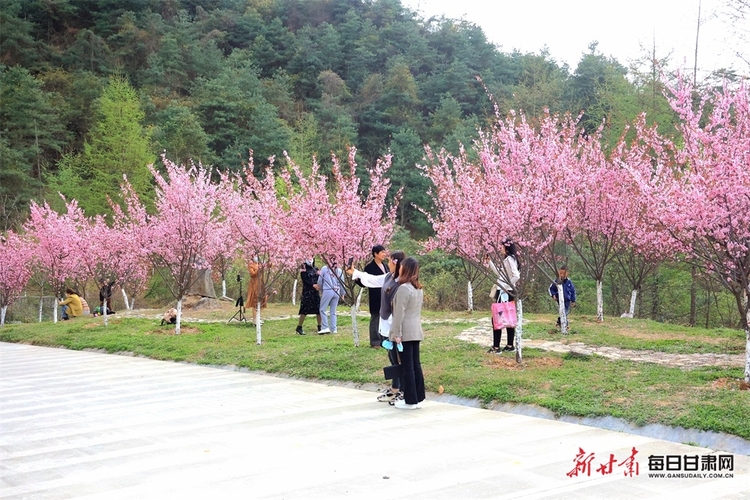 【移動端+縣域圖片列表】康縣：十里梅花朵朵開 千樹萬枝浮暗香