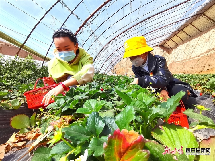 清明小長假 民樂近郊採摘遊受追捧