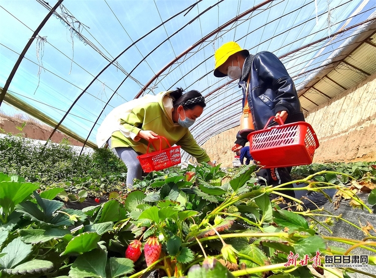 清明小長假 民樂近郊採摘遊受追捧