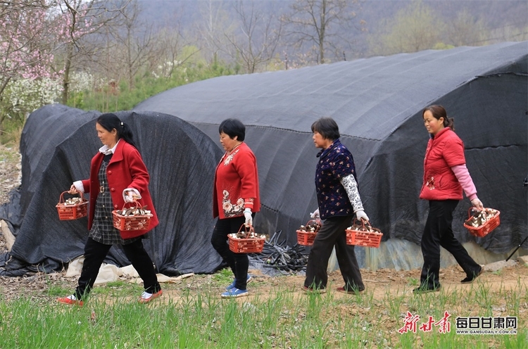 【縣域圖文列表+隴南列表】徽縣麻沿河鎮：羊肚菌豐收 線上銷售忙