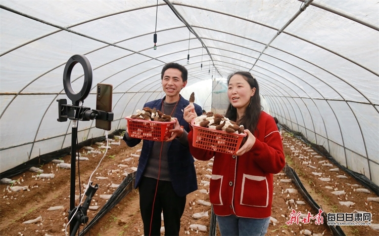 【縣域圖文列表+隴南列表】徽縣麻沿河鎮：羊肚菌豐收 線上銷售忙