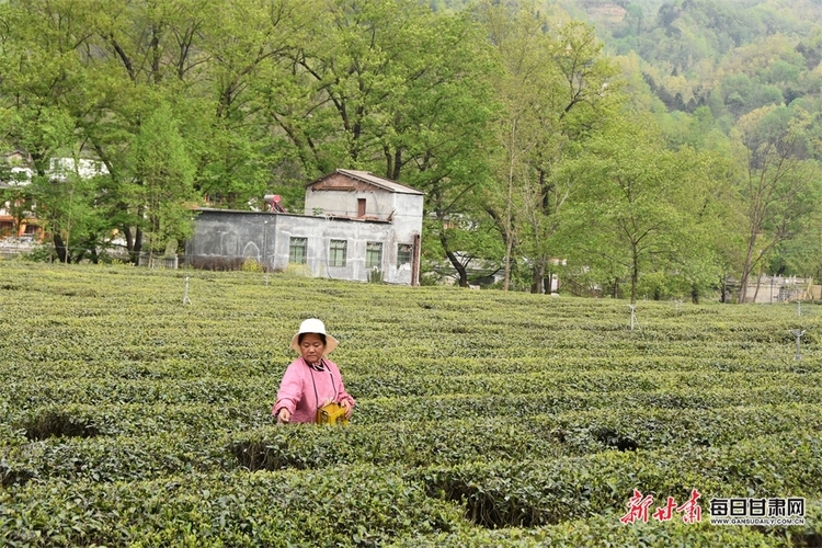 【縣域圖文列表】康縣陽壩鎮茶農采收忙