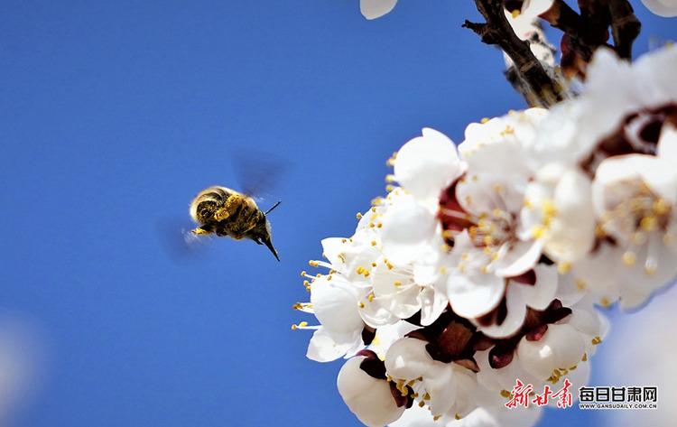 【鄉村振興圖文列表】肅南明花鄉迎來花季