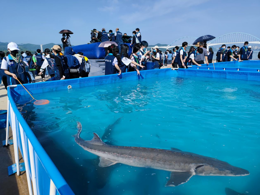 A Total of 230,000 Chinese Sturgeon Released Into Yangtze River In Yichang, Hubei_fororder_圖片1