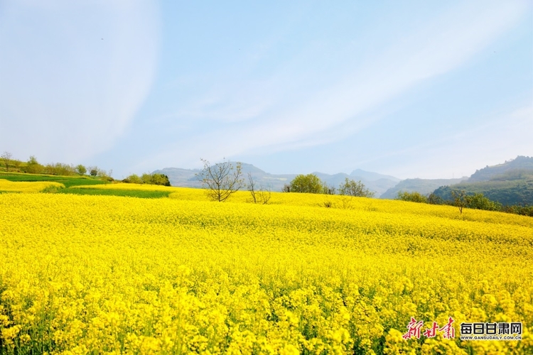 【文旅圖文列表+隴南列表】又是一年菜花黃 徽縣柳林美如畫