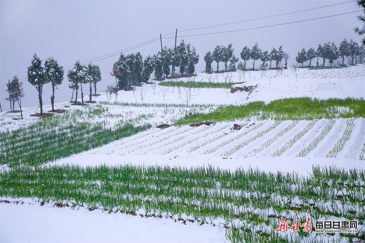 料峭四月喜降春雪 仇池故里美色傾城