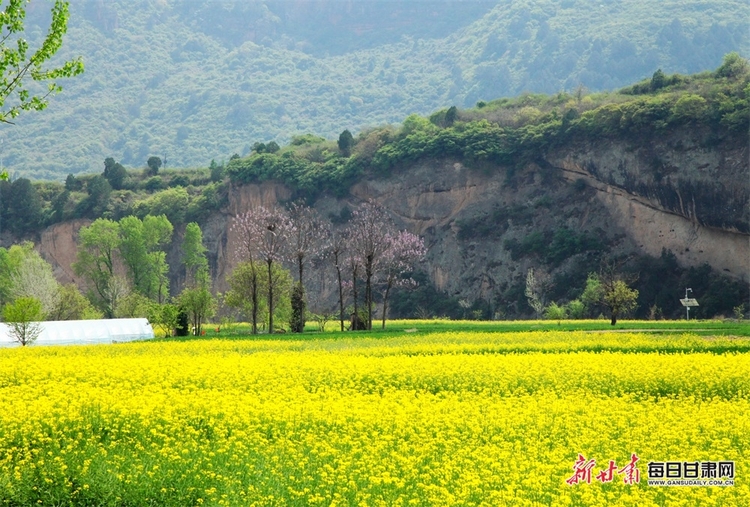 【文旅圖文列表+隴南列表】又是一年菜花黃 徽縣柳林美如畫