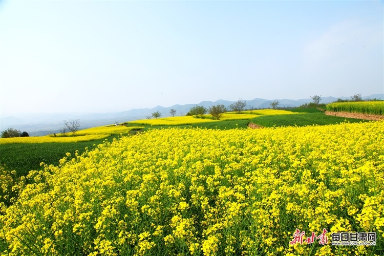 【文旅圖文列表+隴南列表】又是一年菜花黃 徽縣柳林美如畫