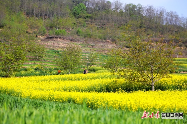 【文旅圖文列表+隴南列表】又是一年菜花黃 徽縣柳林美如畫