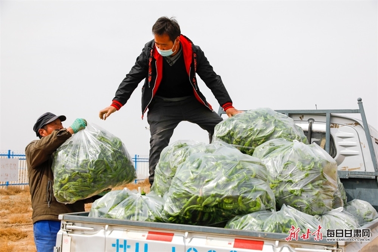 【武威列表+鄉村振興圖文列表】古浪：科技賦能 戈壁農業收益高