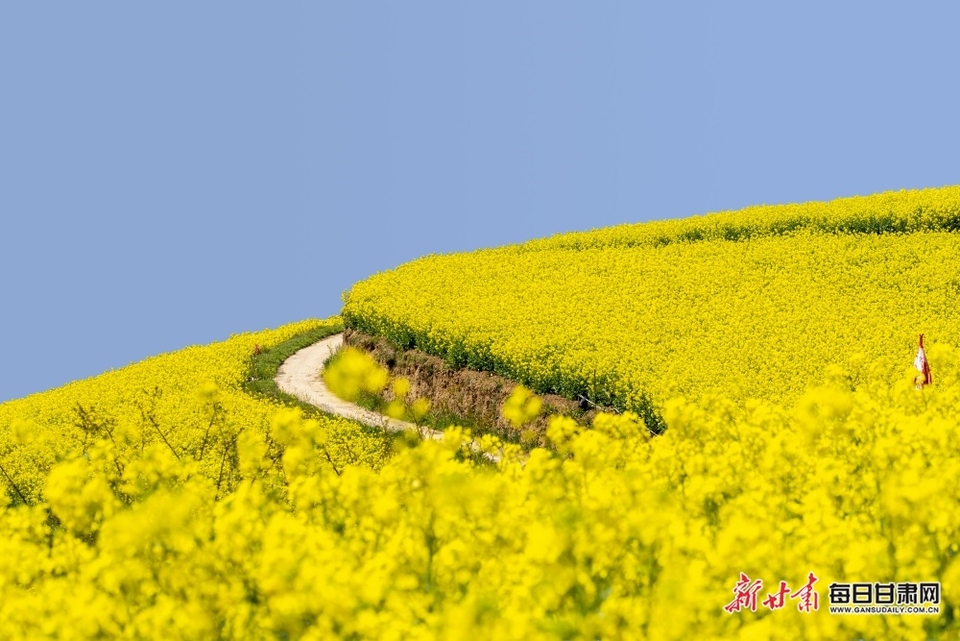 西和大橋鎮：油菜花開滿山香 田園風光醉春風