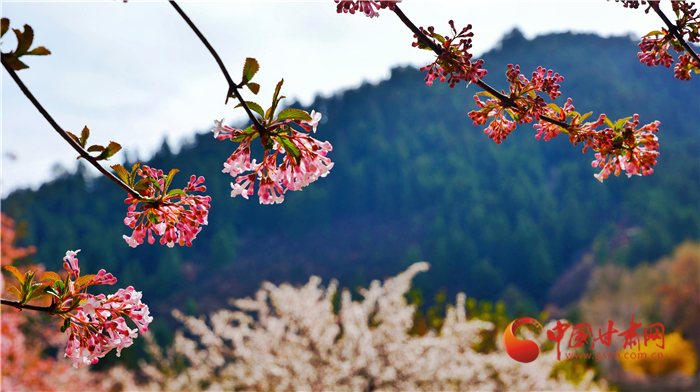 【隴拍客】蘭州興隆山：暮春花開更蔥蘢_fororder_6