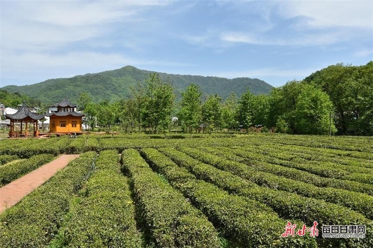 康縣：飄香茶園採茶忙 綠水青山處處景_fororder_茶 1