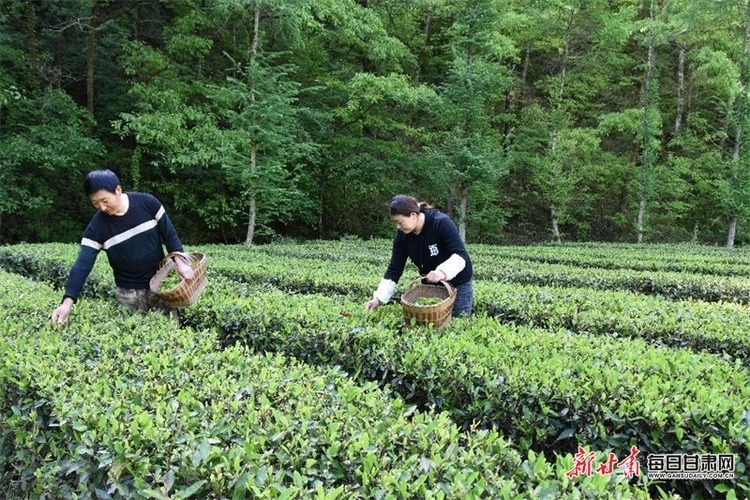 康縣：飄香茶園採茶忙 綠水青山處處景_fororder_茶3