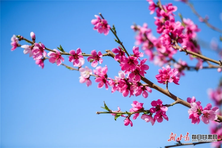 敦煌：人面桃花笑春風 鳴沙山下春意濃