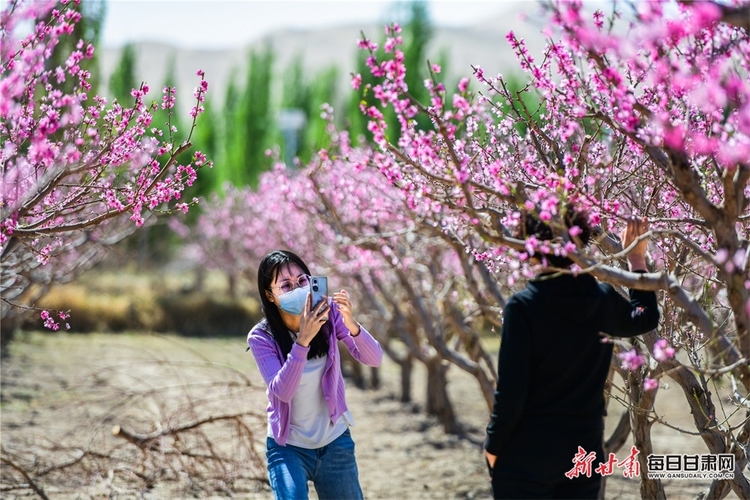 敦煌：人面桃花笑春風 鳴沙山下春意濃