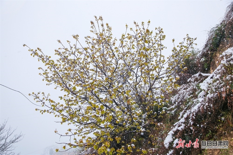 料峭四月喜降春雪 仇池故里美色傾城