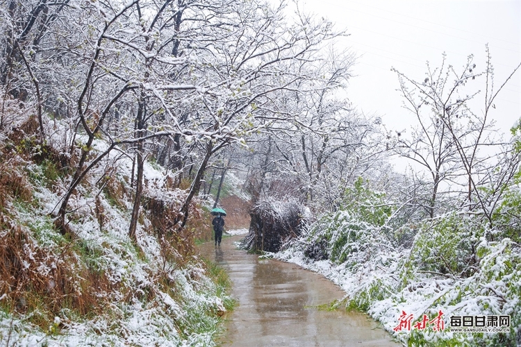 料峭四月喜降春雪 仇池故里美色傾城