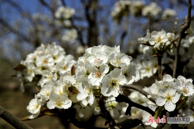 【張掖列表+焦點圖】梨花淡白柳深青 柳絮飛時花滿城 張掖農場梨花盛開