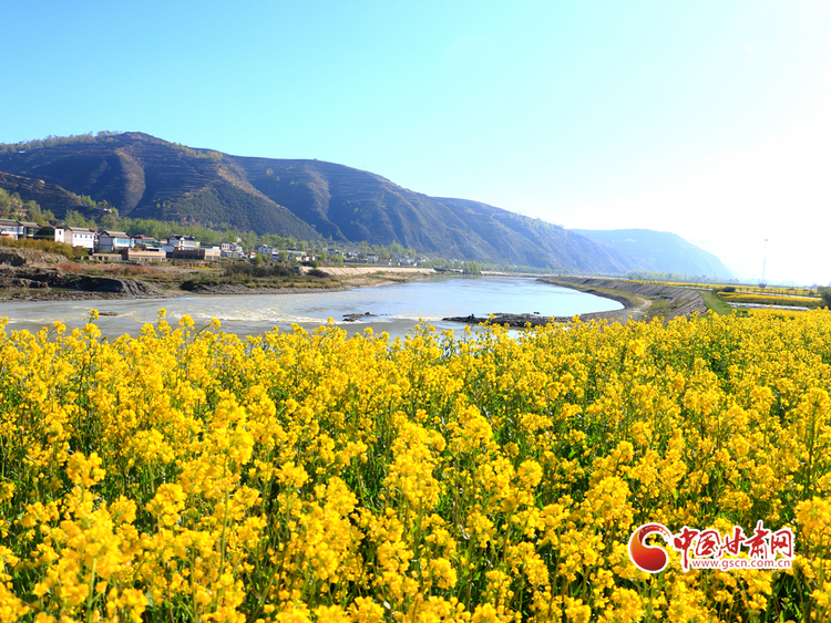 【文旅焦點圖】【隴拍客】變裝“黃色海洋” 岷縣十里鎮千畝油菜花競相綻放_fororder_油菜花5