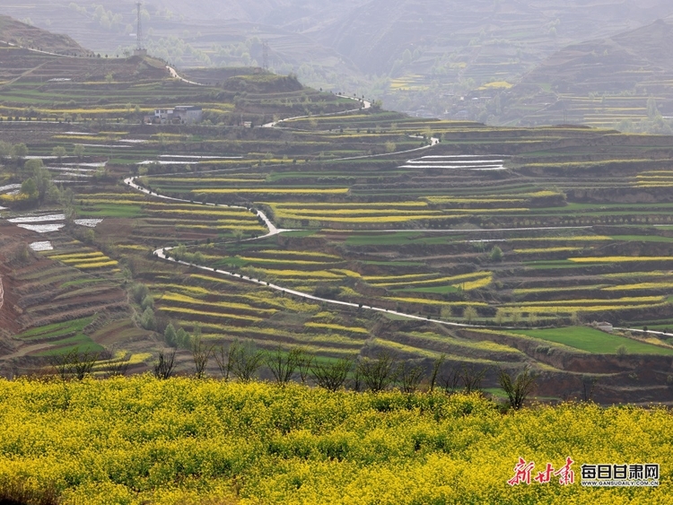 【焦點圖+大美甘肅+縣域圖文列表+天水列表】武山：油菜花開滿山黃 香飄四溢盡菲芳