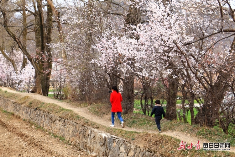 【焦點圖+縣域圖文列表】岷州: 山區杏花開 鄉村美如畫